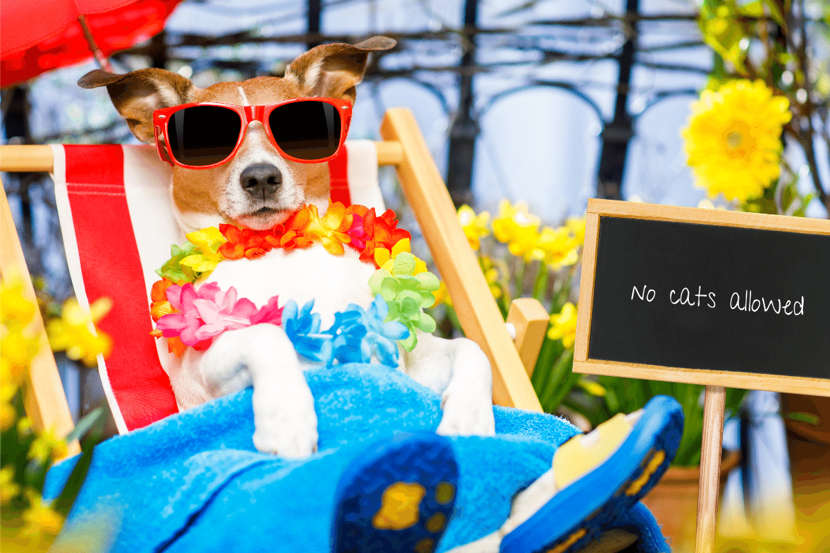 Dog Days Done Right: Summer Dog Park Tips For Keeping Two and Four Legged Visitors Cool!
