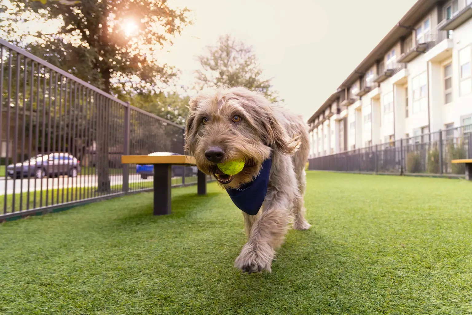 Raise the Woof: Why Dog Parks Are a Win for Apartment Communities
